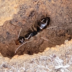 Camponotus claripes at Manton, NSW - 25 May 2023