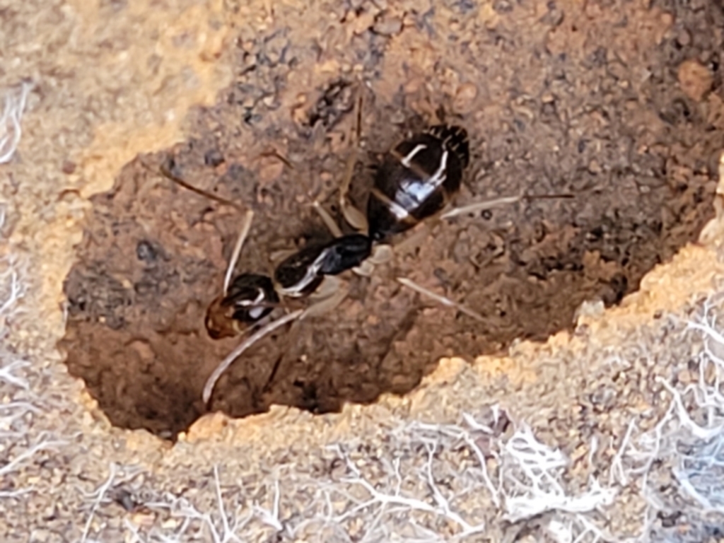 Camponotus claripes at Manton, NSW - 25 May 2023
