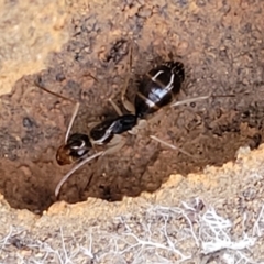Camponotus claripes (Pale-legged sugar ant) at Manton, NSW - 25 May 2023 by trevorpreston