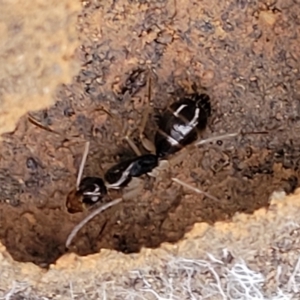 Camponotus claripes at Manton, NSW - 25 May 2023 11:19 AM