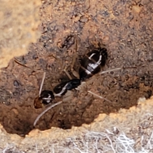 Camponotus claripes at Manton, NSW - 25 May 2023