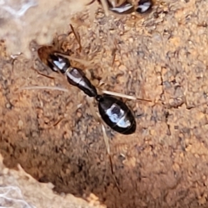 Camponotus claripes at Manton, NSW - 25 May 2023 11:19 AM