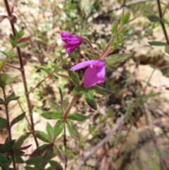 Tetratheca thymifolia (Black-eyed Susan) at Budawang, NSW - 24 May 2023 by MatthewFrawley