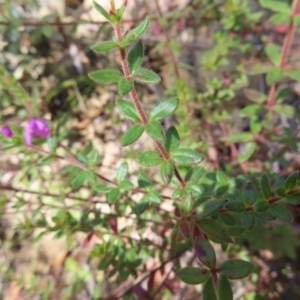 Tetratheca thymifolia at Budawang, NSW - 24 May 2023 11:16 AM