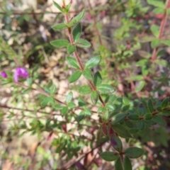 Tetratheca thymifolia at Budawang, NSW - 24 May 2023