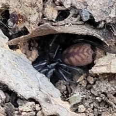 Paraembolides sp. (genus) (A Slender Funnel-web spider) at Manton, NSW - 25 May 2023 by trevorpreston