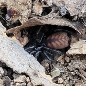 Paraembolides sp. (genus) at Manton, NSW - 25 May 2023