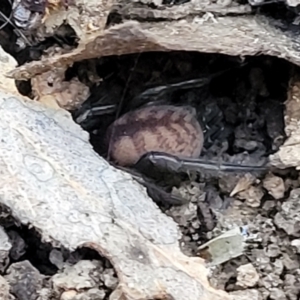 Paraembolides sp. (genus) at Manton, NSW - 25 May 2023