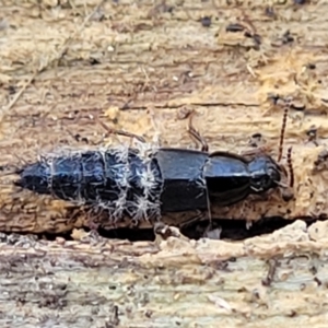 Staphylinidae (family) at Manton, NSW - 25 May 2023