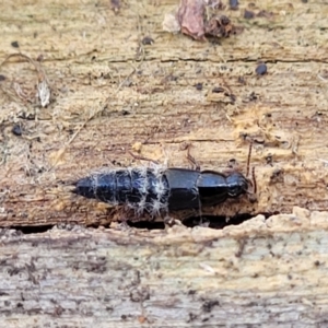 Staphylinidae (family) at Manton, NSW - 25 May 2023