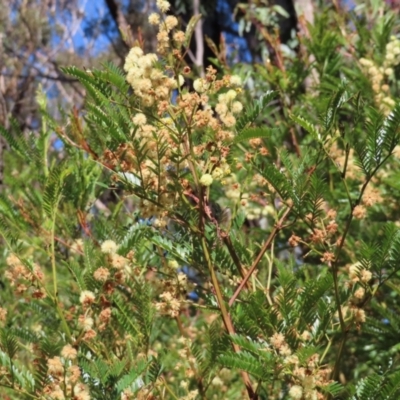 Acacia terminalis (Sunshine Wattle) at QPRC LGA - 24 May 2023 by MatthewFrawley