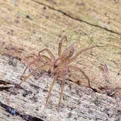 Toxopsoides sp. (genus) (Southern hunting spider) at Manton, NSW - 25 May 2023 by trevorpreston