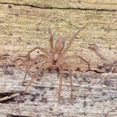 Toxopsoides sp. (genus) at Manton, NSW - 25 May 2023 10:59 AM