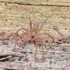 Toxopsoides sp. (genus) at Manton, NSW - 25 May 2023