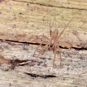 Toxopsoides sp. (genus) at Manton, NSW - 25 May 2023 10:59 AM