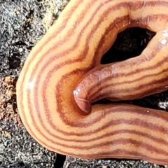 Fletchamia quinquelineata (Five-striped flatworm) at Manton, NSW - 25 May 2023 by trevorpreston