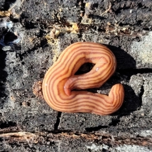 Fletchamia quinquelineata at Manton, NSW - 25 May 2023