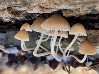 Mycena sp. (Mycena) at Manton, NSW - 25 May 2023 by trevorpreston