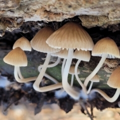 Unidentified Cap on a stem; gills below cap [mushrooms or mushroom-like] at Manton, NSW - 25 May 2023 by trevorpreston