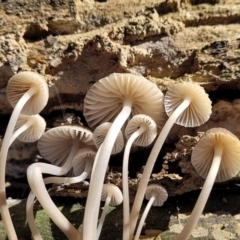 Mycena sp. at Manton, NSW - 25 May 2023