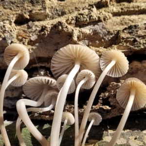 Mycena sp. at Manton, NSW - 25 May 2023