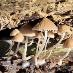 Mycena sp. at Manton, NSW - 25 May 2023