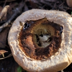 Boletellus sp. (genus) at Manton, NSW - 25 May 2023 10:40 AM