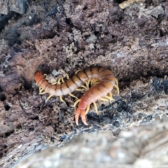 Cormocephalus aurantiipes (Orange-legged Centipede) at Manton, NSW - 25 May 2023 by trevorpreston