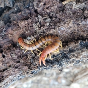 Cormocephalus aurantiipes at Manton, NSW - 25 May 2023