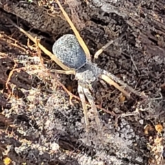 Unidentified Other hunting spider at Manton, NSW - 25 May 2023 by trevorpreston