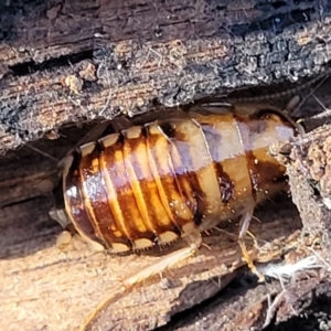 Robshelfordia simplex at Manton, NSW - 25 May 2023