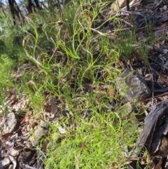 Caustis flexuosa (Curly Wigs) at Budawang, NSW - 24 May 2023 by MatthewFrawley