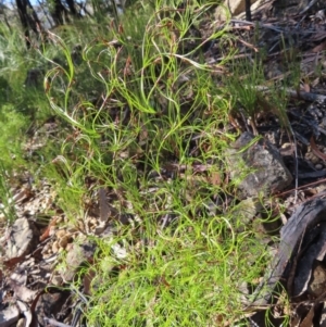 Caustis flexuosa at Budawang, NSW - 24 May 2023