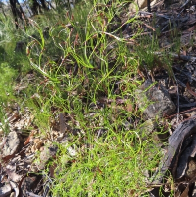 Caustis flexuosa (Curly Wigs) at Budawang, NSW - 24 May 2023 by MatthewFrawley