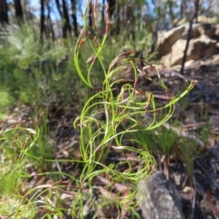 Caustis flexuosa at Budawang, NSW - suppressed