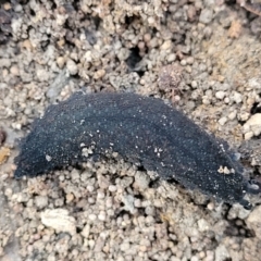 Ooperipatus sp. (genus) (A velvet worm) at Manton, NSW - 25 May 2023 by trevorpreston