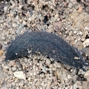 Ooperipatus sp. (Genus) at Manton, NSW - 25 May 2023