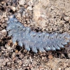 Ooperipatus sp. (genus) at Manton, NSW - 25 May 2023 10:10 AM