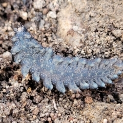 Ooperipatus sp. (Genus) at Manton, NSW - 25 May 2023