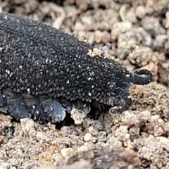 Ooperipatus sp. (genus) at Manton, NSW - 25 May 2023