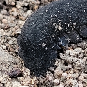 Ooperipatus sp. (genus) at Manton, NSW - 25 May 2023