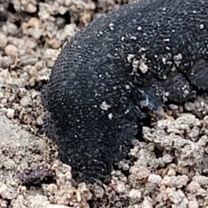 Ooperipatus sp. (Genus) at Manton, NSW - 25 May 2023