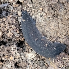 Ooperipatus sp. (Genus) at Manton, NSW - 25 May 2023
