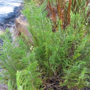 Lomandra obliqua at Budawang, NSW - 24 May 2023