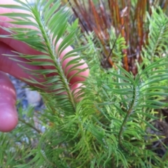 Lomandra obliqua at Budawang, NSW - 24 May 2023 11:22 AM