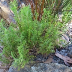 Lomandra obliqua at Budawang, NSW - 24 May 2023 11:22 AM