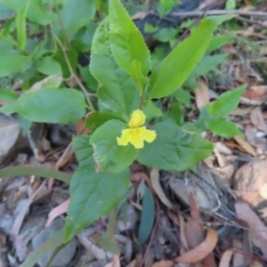 Goodenia ovata at Budawang, NSW - 24 May 2023 11:31 AM