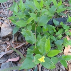 Goodenia ovata at Budawang, NSW - 24 May 2023 11:31 AM