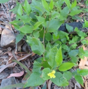 Goodenia ovata at Budawang, NSW - 24 May 2023