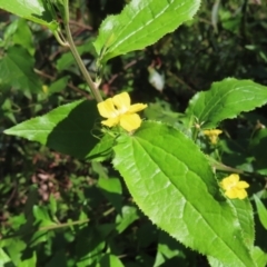 Goodenia ovata at Budawang, NSW - 24 May 2023